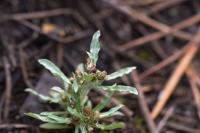 Gnaphalium uliginosum