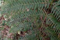 Pteridium aquilinum
