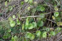 Hydrocotyle vulgaris