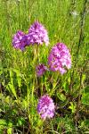 Anacamptis pyramidalis