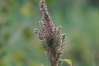 Amaranthus hybridus
