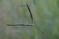 Paspalum distichum