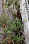 Sedum album