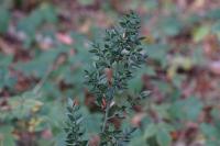 Ruscus aculeatus