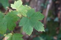 Acer pseudoplatanus