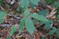 Castanea sativa