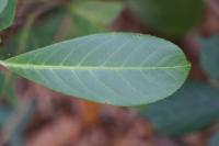 Prunus laurocerasus