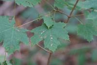 Acer platanoides