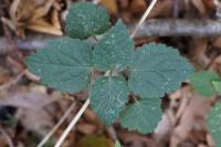 Lamium galeobdolon