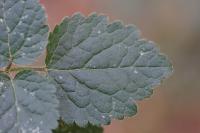 Lamium galeobdolon