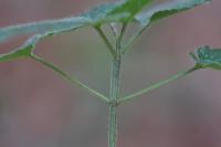 Lamium galeobdolon