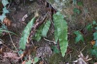 Asplenium scolopendrium