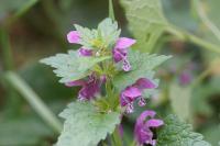 Lamium maculatum