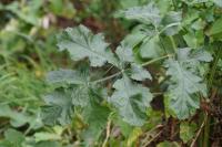 Heracleum sphondylium