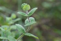 Mentha suaveolens