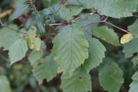Corylus avellana