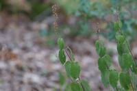 Teucrium scorodonia