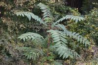 Ailanthus altissima