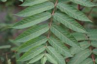 Ailanthus altissima