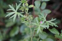 Geranium dissectum