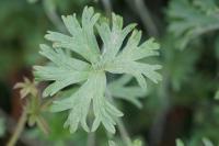 Geranium dissectum
