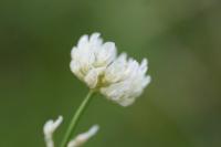 Trifolium repens
