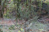 Taxus baccata