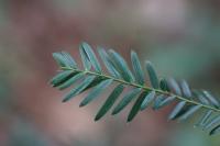 Taxus baccata