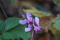Cyclamen hederifolium