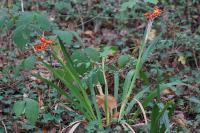 Iris foetidissima