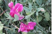 Lathyrus tuberosus