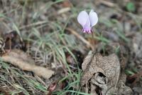 Cyclamen hederifolium