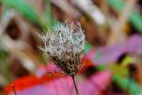 Daucus carota