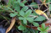 Potentilla reptans