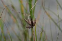 Bolboschoenus maritimus
