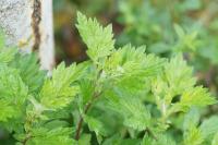Artemisia vulgaris