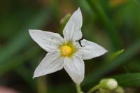 Solanum nigrum