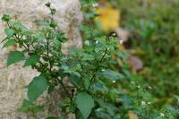 Solanum nigrum