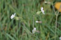 Silene latifolia