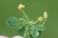 Medicago minima
