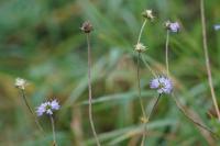 Succisa pratensis