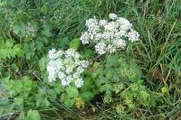 Heracleum sphondylium