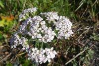 Achillea millefolium
