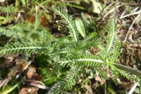 Achillea millefolium