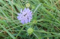 Scabiosa columbaria