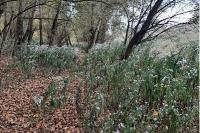 Symphyotrichum lanceolatum