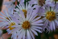Symphyotrichum lanceolatum