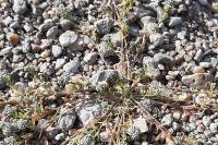 Corrigiola litoralis