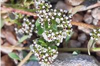 Corrigiola litoralis