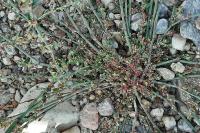Polygonum aviculare